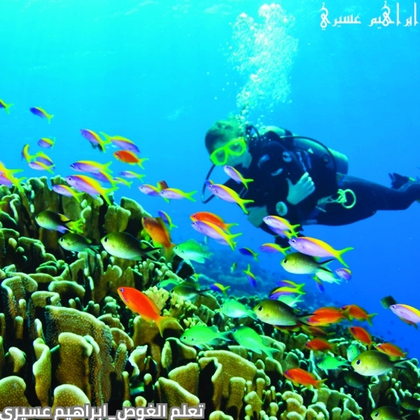 تعلم الغوص