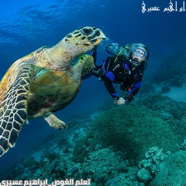 تعلم الغوص